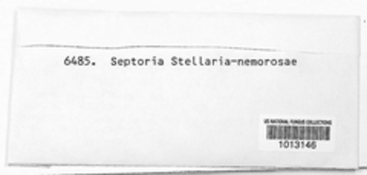 Septoria stellariae-nemorosae image
